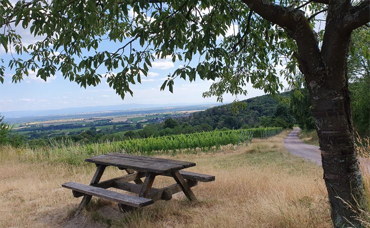 Betriebshilfe Obst- und Weinbau
